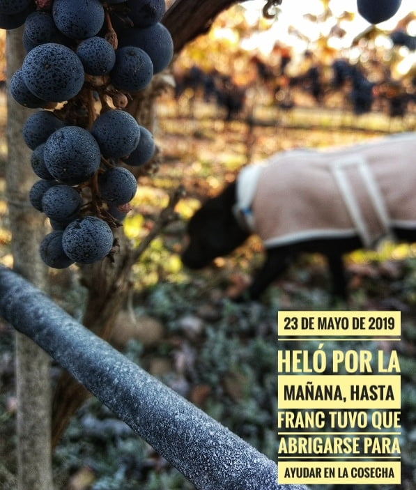 AM Cabernet Franc — 3