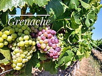 AM Grenache The First