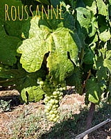 Tunquen Roussanne Tunquen Roussanne