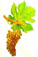 Tunquen Roussanne Tunquen Roussanne